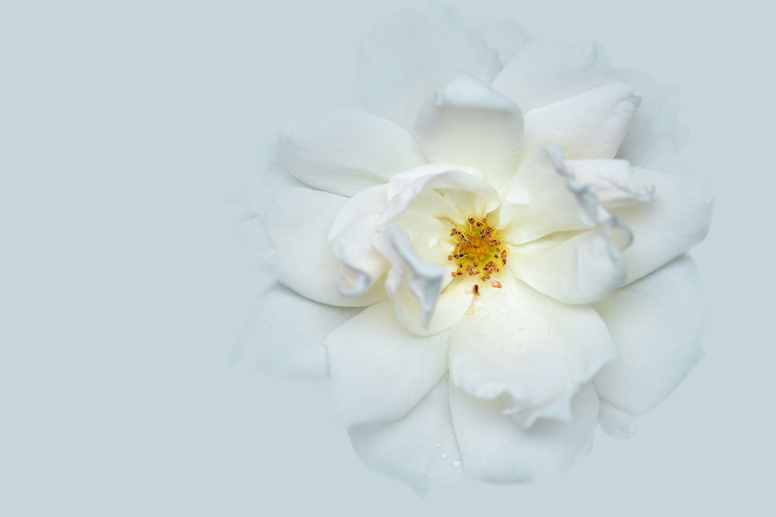 ブライダルホワイトニング特別優待